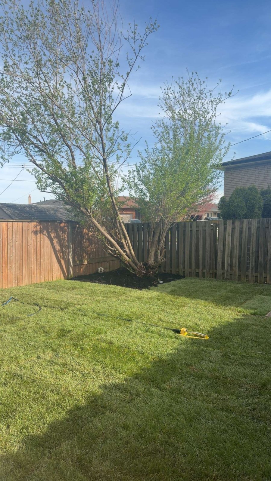 Lush backyard lawn surrounded by mature trees by OSS Lawn Care